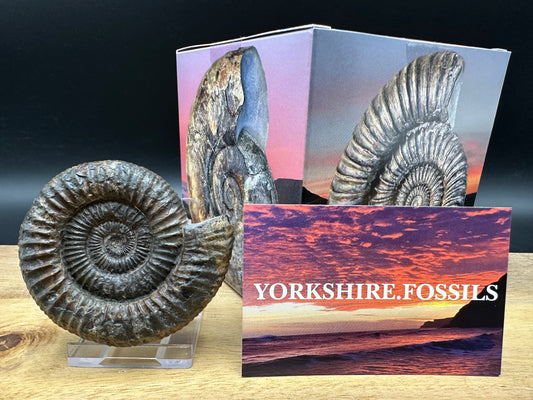Dactylioceras Ammonite Fossil With box and Stand - Whitby, North Yorkshire Jurassic Coast Yorkshire Fossils
