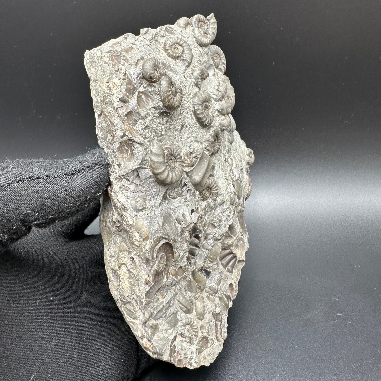 Eugassiceras Ammonite shell fossil with stand - Whitby, North Yorkshire Jurassic Coast Yorkshire Fossils