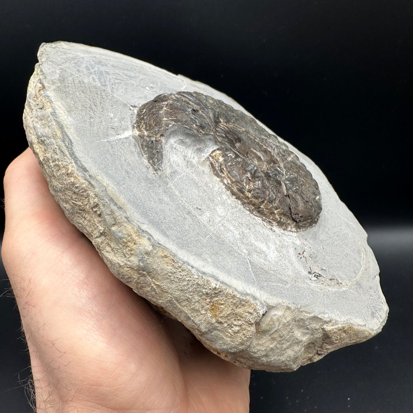 Hildoceras lusitanicum Ammonite fossil with stand - Whitby, North Yorkshire, Jurassic Coast, Yorkshire Fossils from the Jurassic Coast