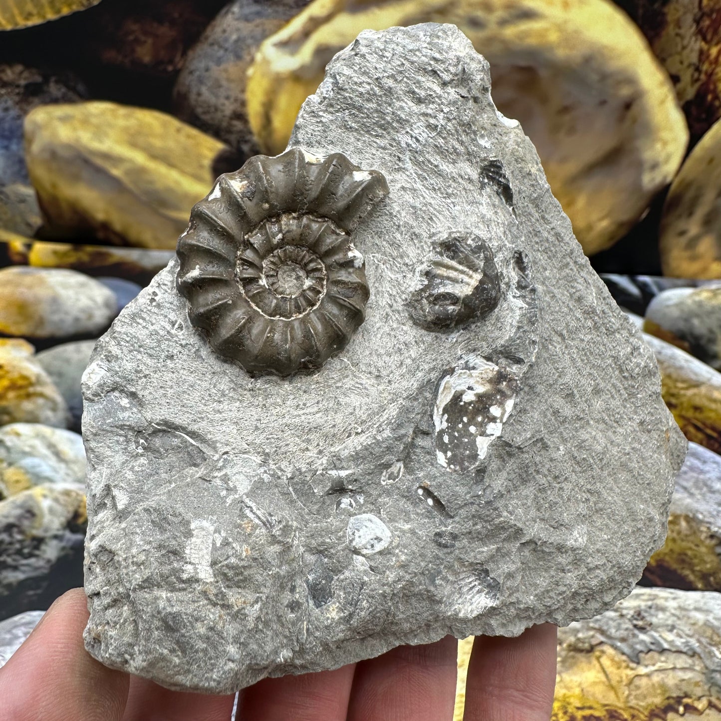 Androgynoceras Maculatum ammonite fossil - Whitby, North Yorkshire