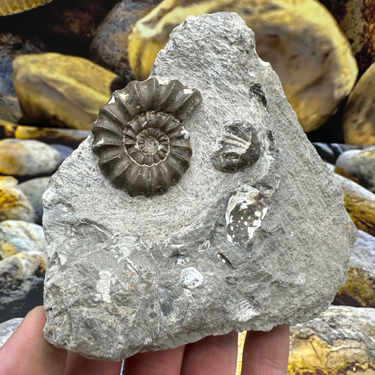 Androgynoceras Maculatum ammonite fossil - Whitby, North Yorkshire