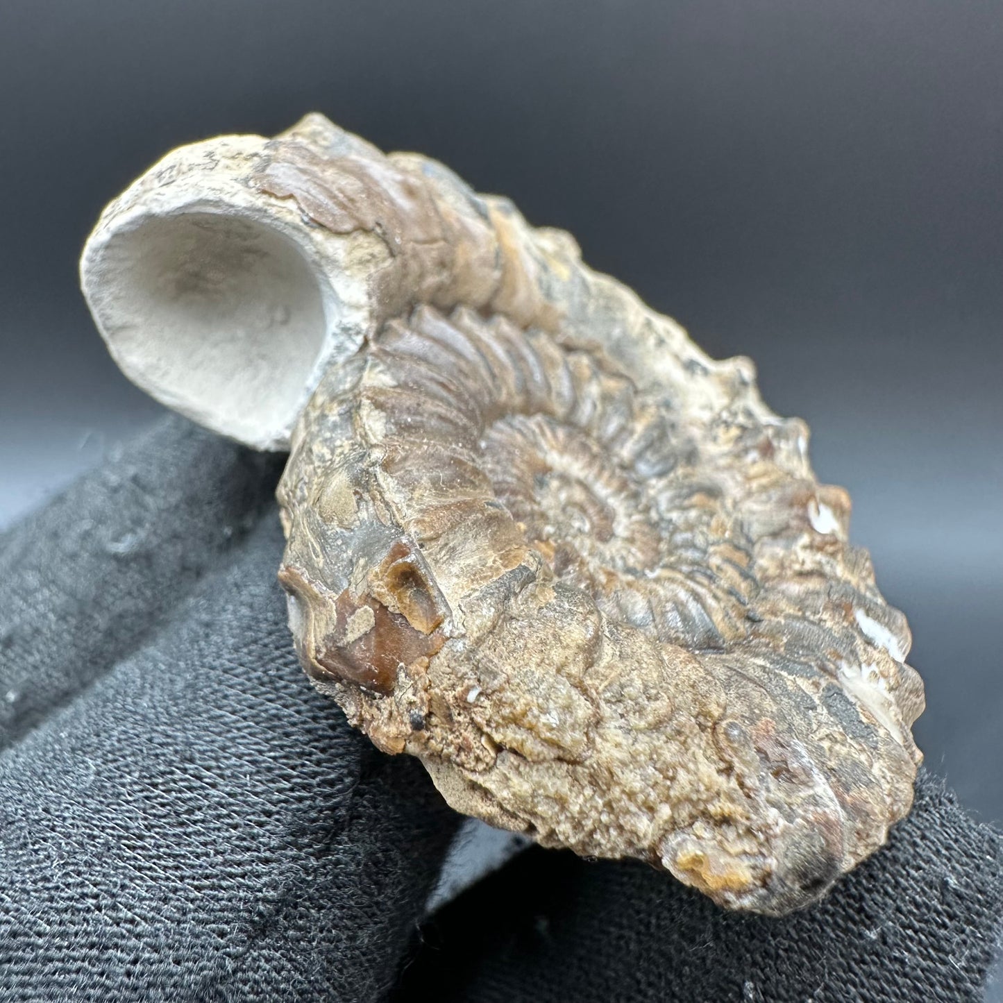 Oistoceras figulinum ammonite fossil with box and stand - Whitby, North Yorkshire Jurassic Coast Yorkshire Fossils