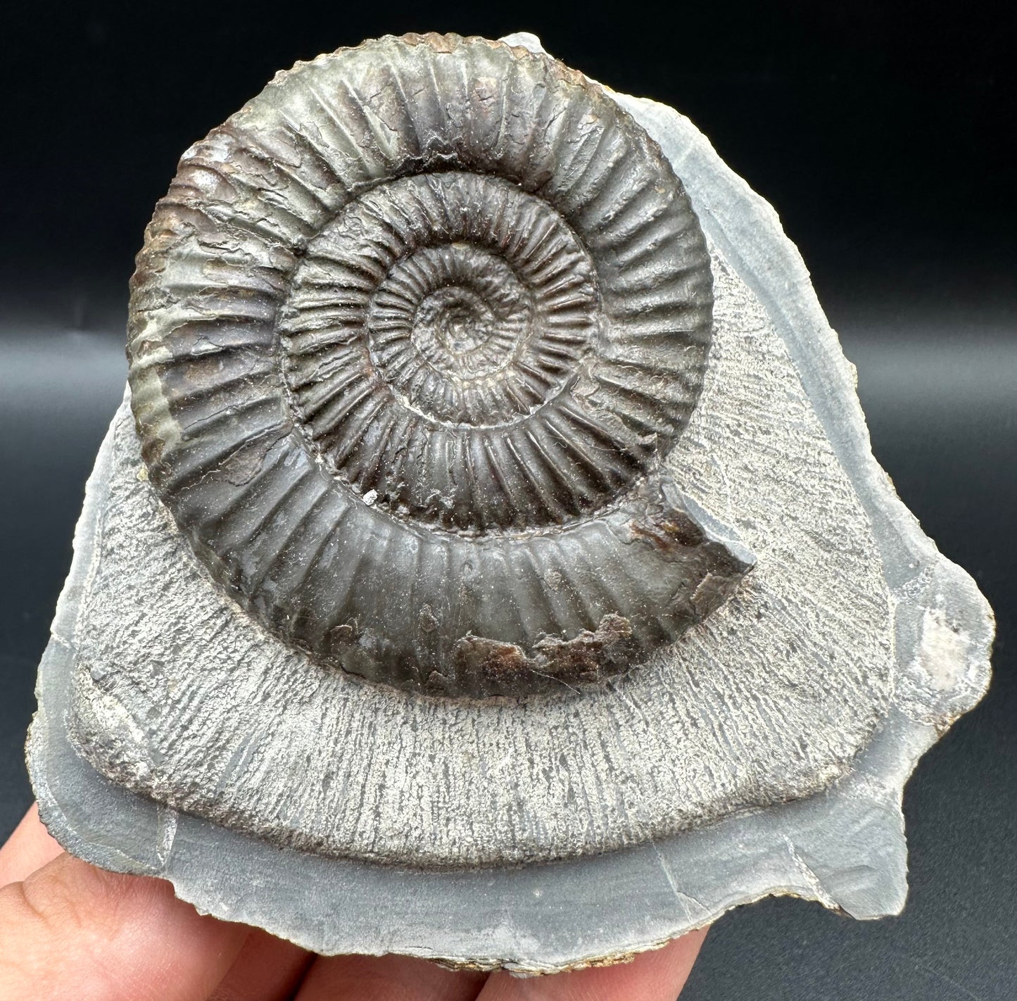 Catacoeloceras Sp. ammonite fossil with box and stand- Whitby, North Yorkshire Jurassic Coast Yorkshire Fossils