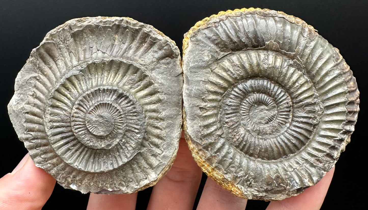 Dactylioceras Ammonite nodule (split pair) Fossil With Box And Stand - Whitby, North Yorkshire Jurassic Coast Yorkshire Fossils