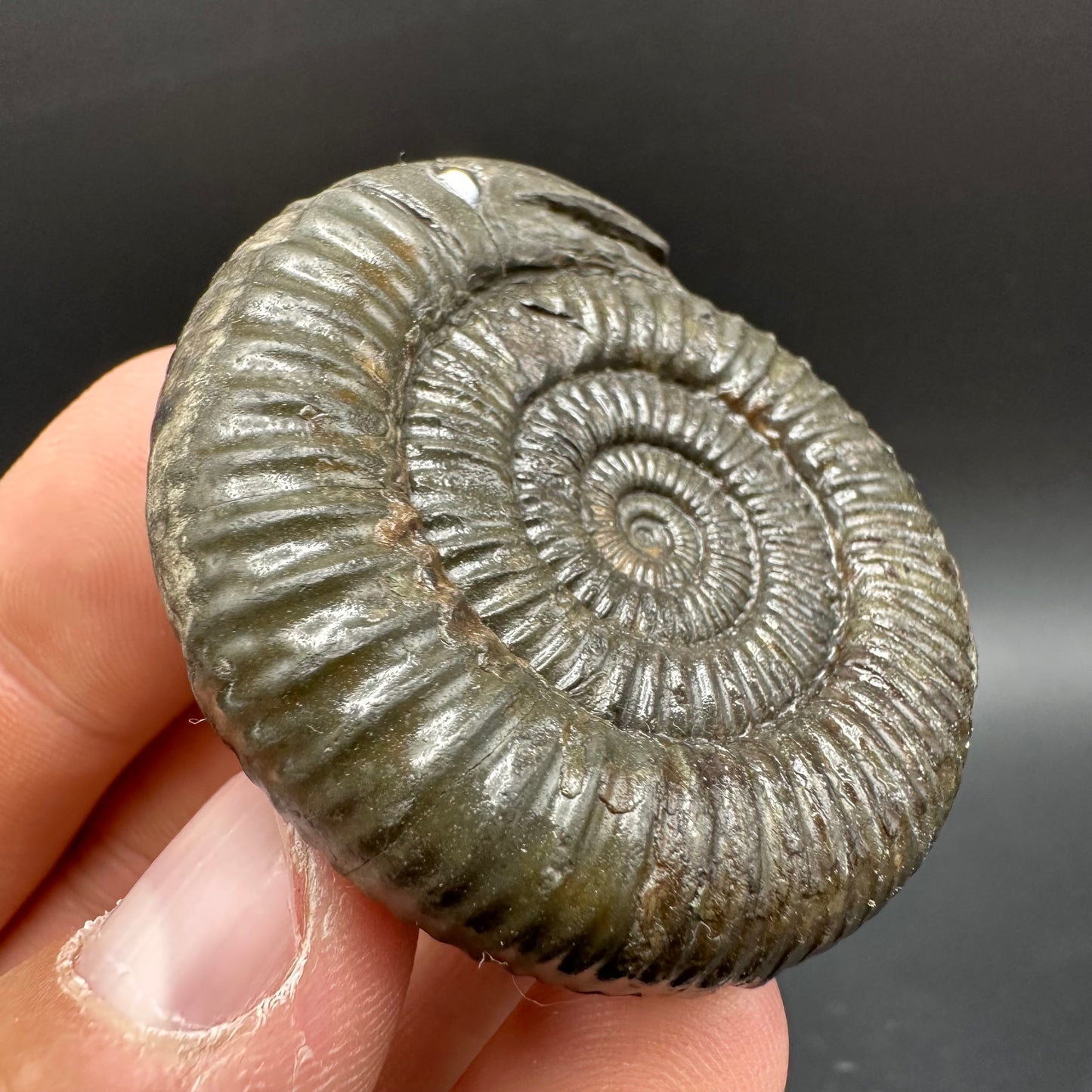 Snakestone Ammonite Fossil With Bag/Box And Stand - Whitby, North Yorkshire Jurassic Coast Yorkshire Fossils