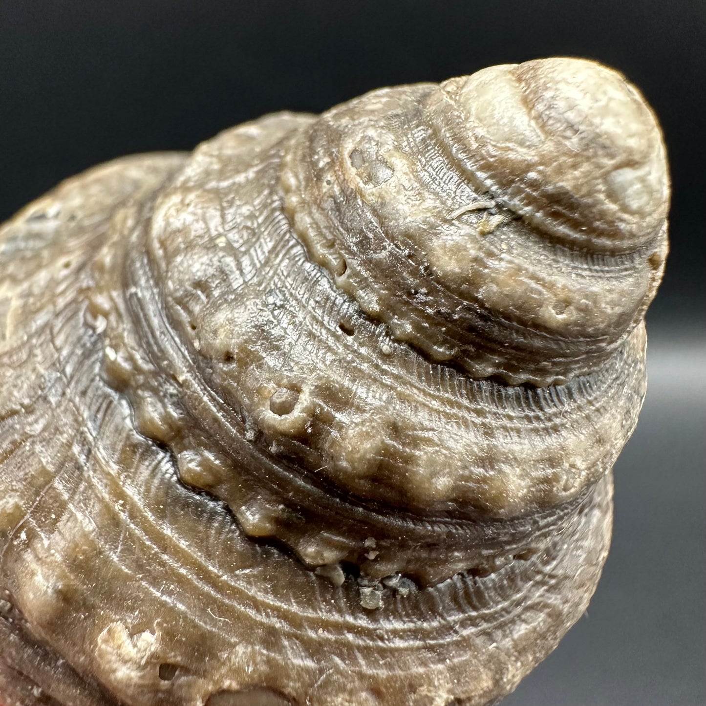 Gastropod Shell Fossil With Box And Stand - Whitby, North Yorkshire, Jurassic Coast, Yorkshire Fossils
