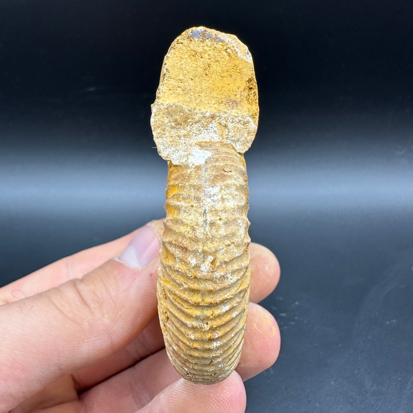 Dichotomosphinctes Ammonite Fossil With Box And Stand - Middle Jurassic Ammonite Madagascar