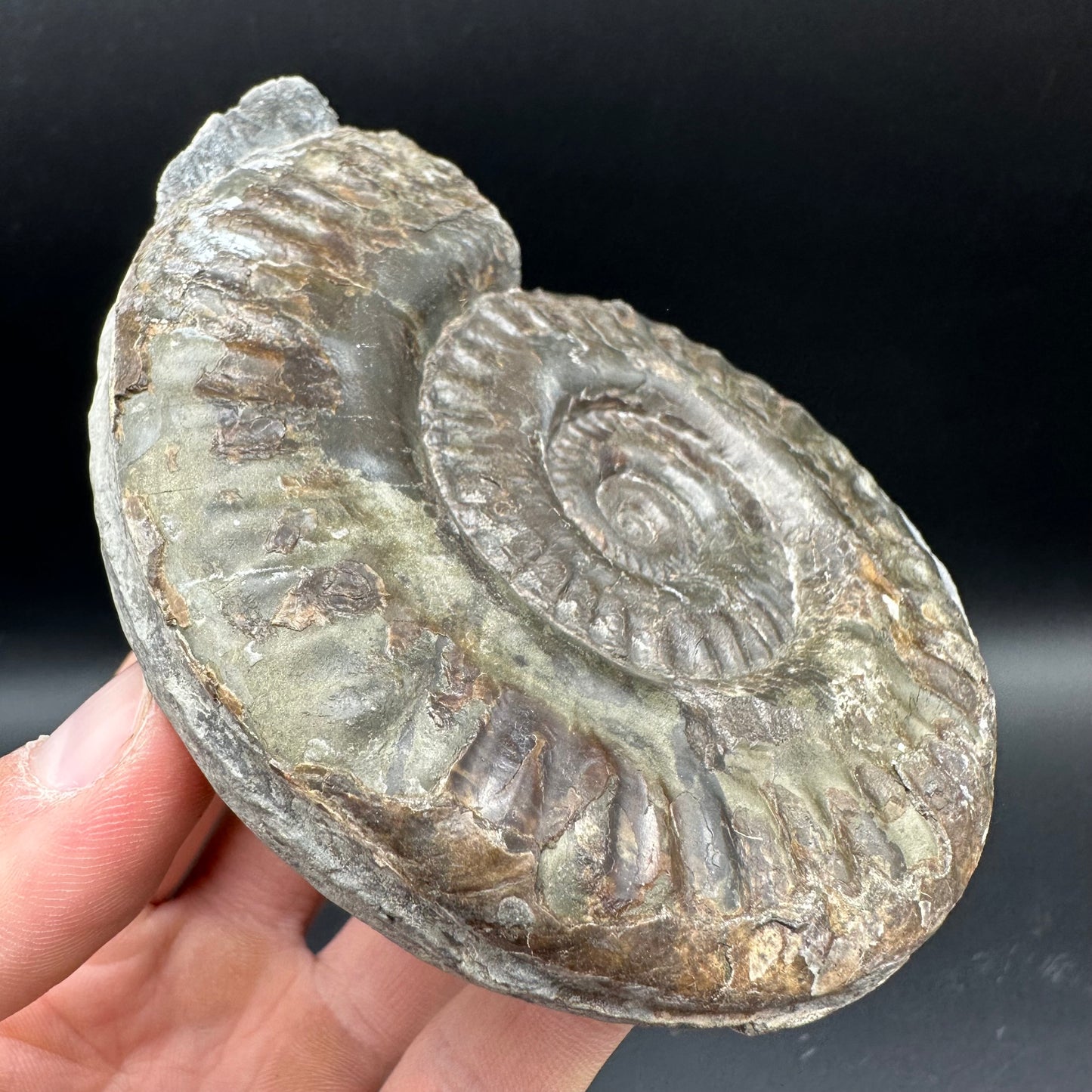 Hildoceras lusitanicum Ammonite Nodule (split pair) Fossil With Box And Stand - Whitby, North Yorkshire Jurassic Coast Yorkshire Fossils