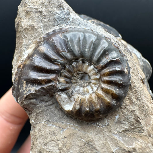 Amaltheus subnodosus Ammonite fossil with stand - Whitby, North Yorkshire Jurassic Coast Yorkshire Fossils