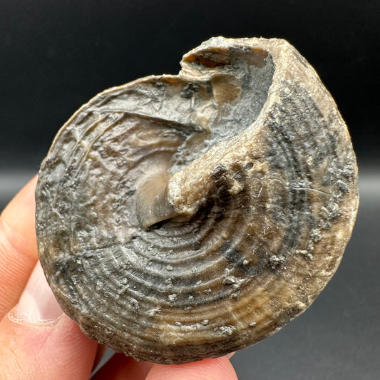Gastropod Shell Fossil With Box And Stand - Whitby, North Yorkshire, Jurassic Coast, Yorkshire Fossils