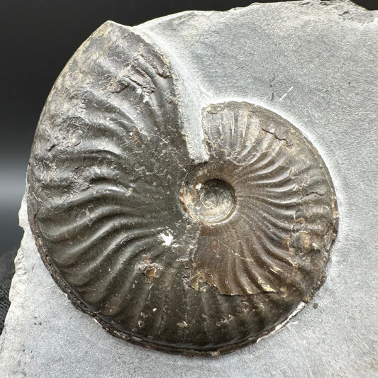 Pseudolioceras lythense Ammonite fossil with box and stand - Whitby, North Yorkshire, Yorkshire Fossils on the Jurassic Coast