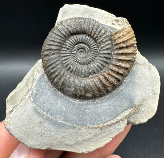 Dactylioceras Ammonite Fossil With Box And Stand - Whitby, North Yorkshire Jurassic Coast Yorkshire Fossils