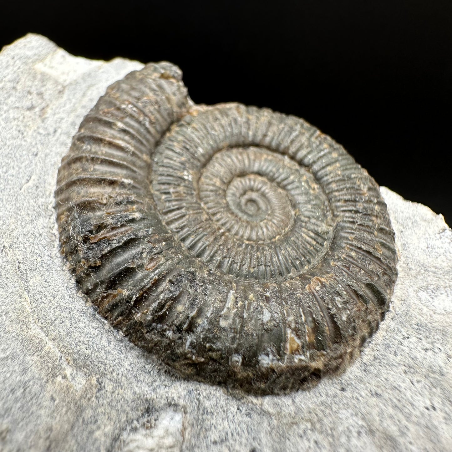 Dactylioceras Ammonite Fossil With Box And Stand - Whitby, North Yorkshire Jurassic Coast Yorkshire Fossils
