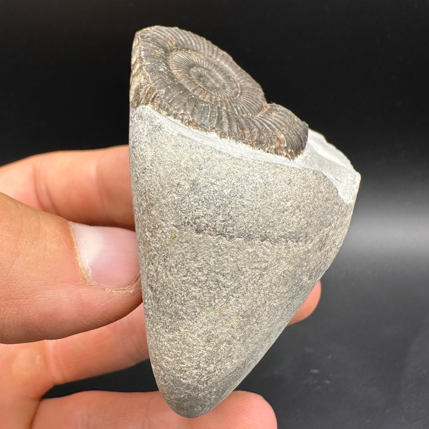Dactylioceras Ammonite Fossil With Box And Stand - Whitby, North Yorkshire Jurassic Coast Yorkshire Fossils
