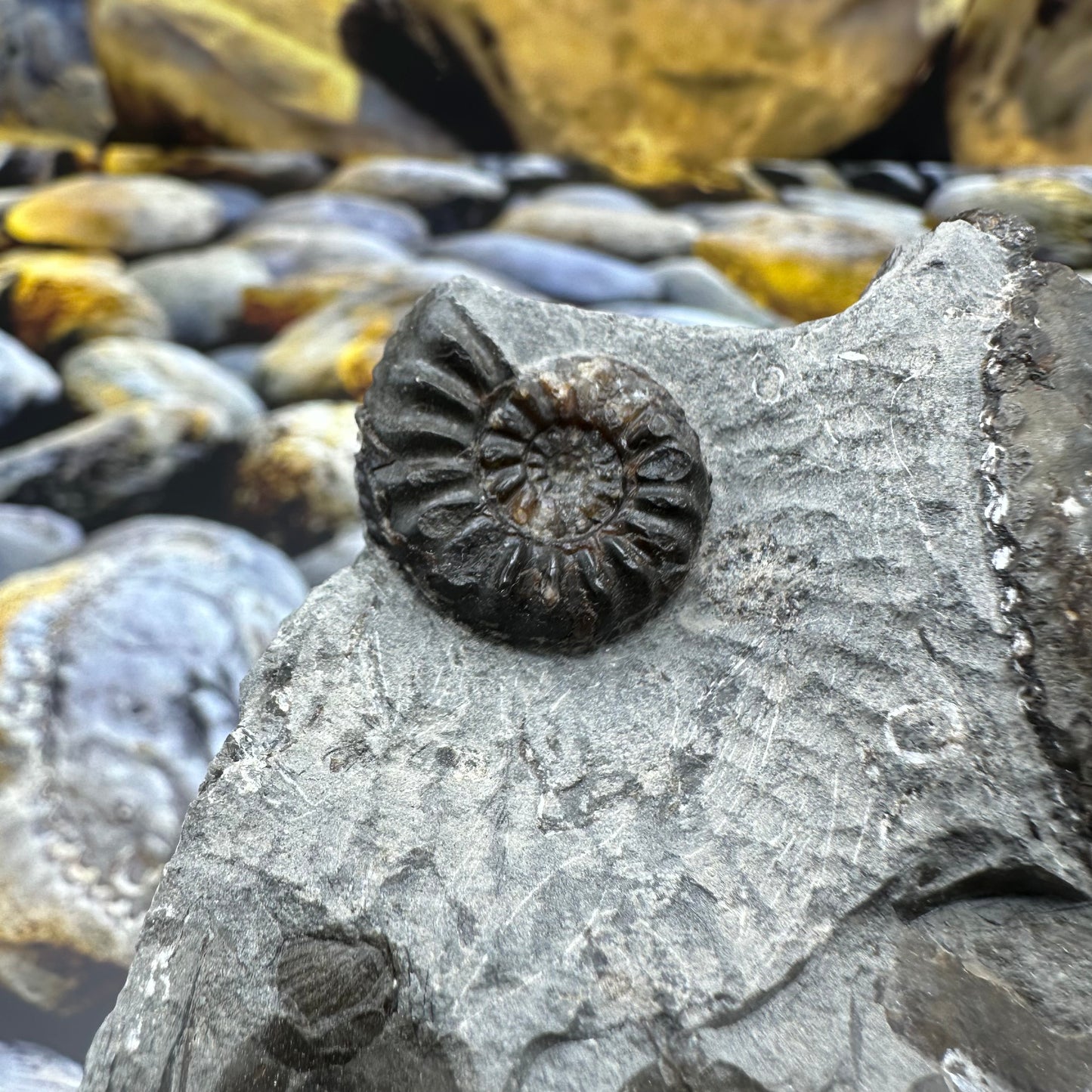 Amaltheus subnodosus ammonite fossil - Whitby, North Yorkshire Jurassic Coast, Yorkshire Fossils