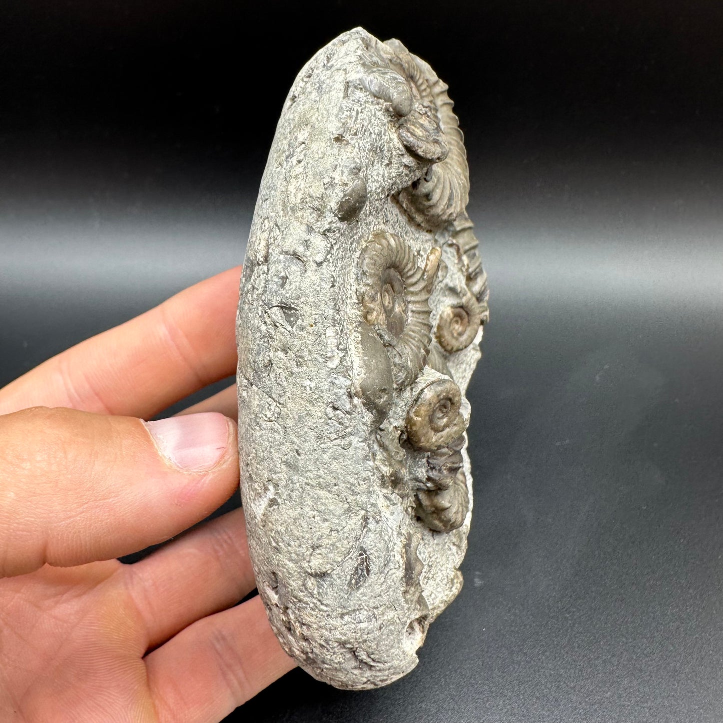 Arnioceras ammonite shell fossil with box and stand - Whitby, North Yorkshire Jurassic Coast Yorkshire Fossils
