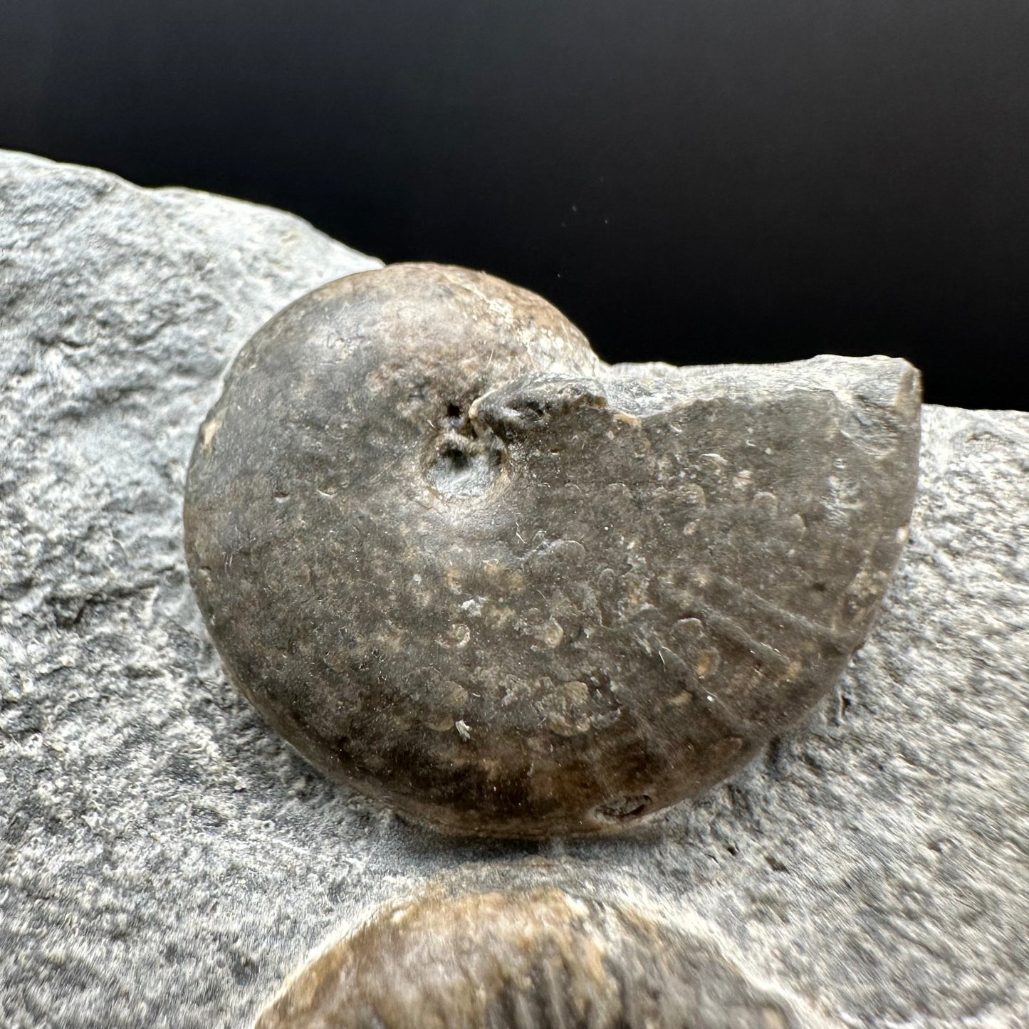 Gracile / Phylloceras Multi-block Ammonite Fossil With Box And Stand - Whitby, North Yorkshire Jurassic Coast Yorkshire Fossils
