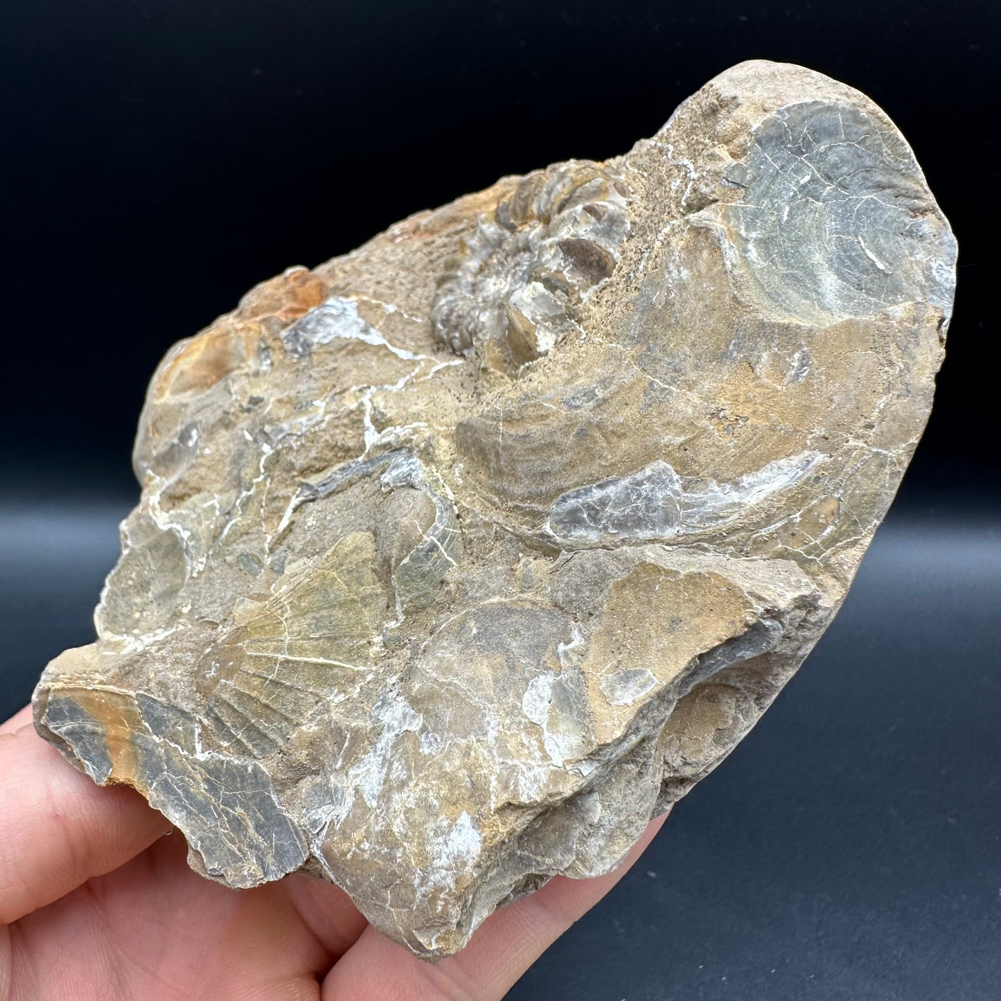 Androgynoceras capricornus Ammonite fossil - Whitby, North Yorkshire Jurassic Coast Yorkshire Fossils