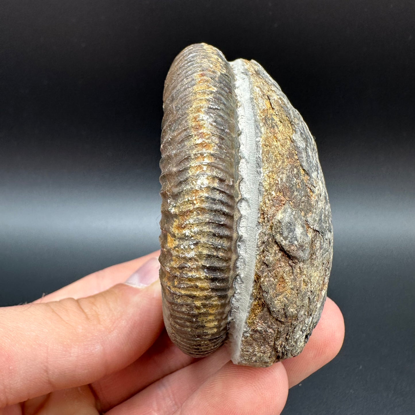 Dactylioceras Ammonite Fossil With Box And Stand - Whitby, North Yorkshire Jurassic Coast Yorkshire Fossils