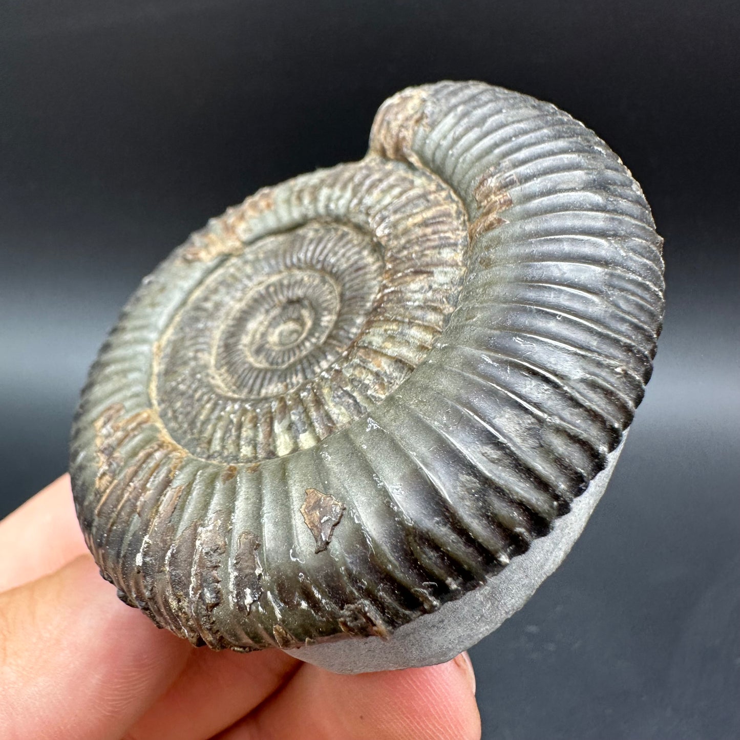 Dactylioceras Ammonite Fossil With Box And Stand - Whitby, North Yorkshire Jurassic Coast Yorkshire Fossils