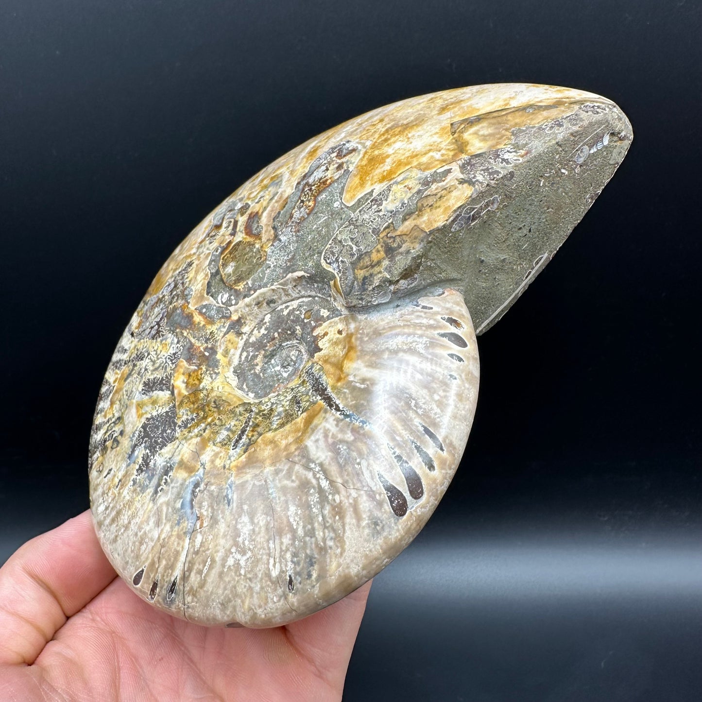 Cleoniceras Ammonite Fossil With Stand - Cretaceous Ammonite Madagascar