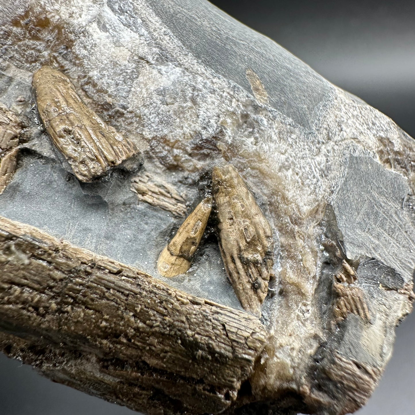 Ichthyosaur Partial Jaw fossil - Whitby, North Yorkshire Jurassic Coast, Yorkshire fossils