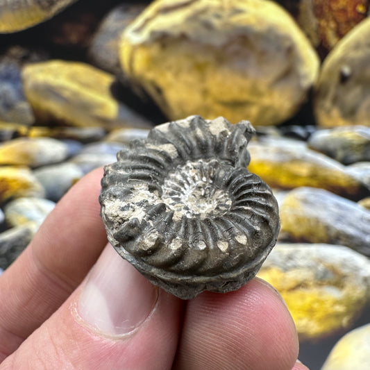 Pleuroceras hawskerense ammonite fossil - Whitby, North Yorkshire Jurassic Coast, Yorkshire fossils