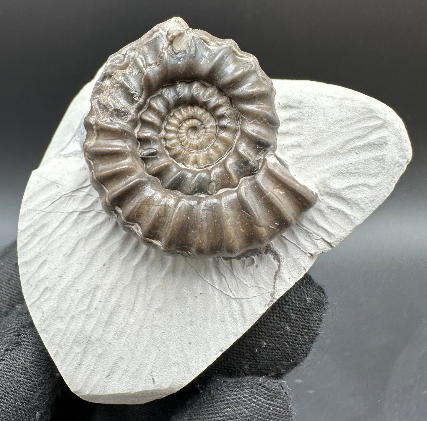 Gagaticeras Ammonite fossil with box and stand - Whitby, North Yorkshire Jurassic Coast Yorkshire Fossils