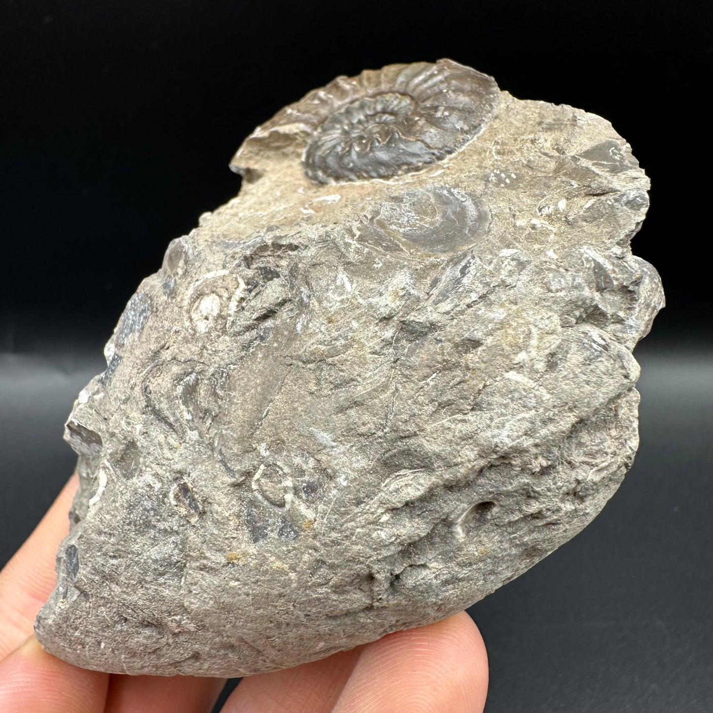 Amaltheus subnodosus Ammonite fossil with box and stand - Whitby, North Yorkshire Jurassic Coast Yorkshire Fossils
