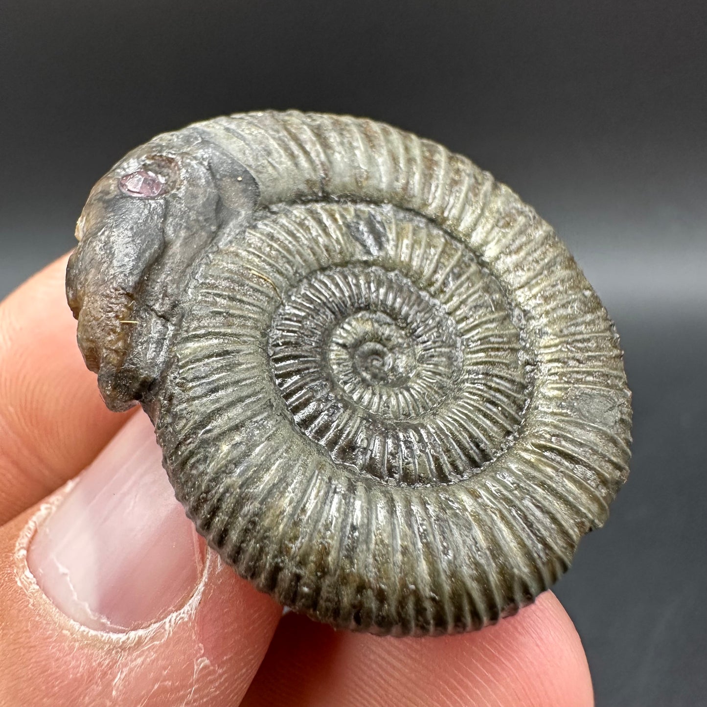 Snakestone Ammonite Fossil With Bag/Box And Stand - Whitby, North Yorkshire Jurassic Coast Yorkshire Fossils