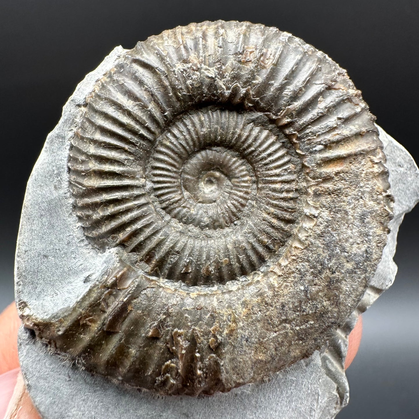 Dactylioceras Ammonite Fossil With Box And Stand - Whitby, North Yorkshire Jurassic Coast Yorkshire Fossils