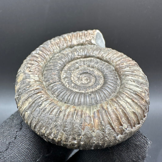 Dactylioceras Ammonite Fossil With Box And Stand - Whitby, North Yorkshire Jurassic Coast Yorkshire Fossils