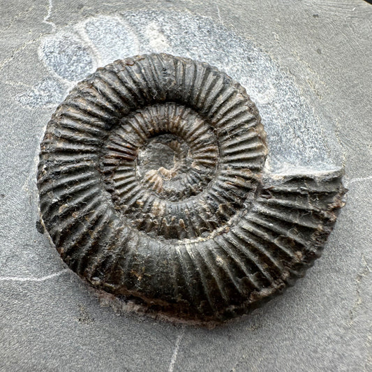 Dactylioceras Ammonite Fossil With box and Stand - Whitby, North Yorkshire Jurassic Coast Yorkshire Fossils