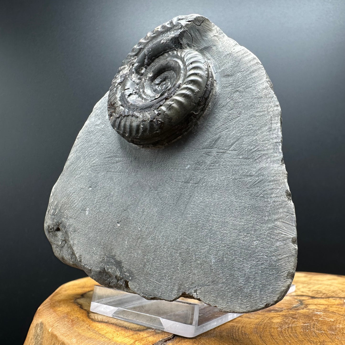 Hildoceras Bifrons Ammonite fossil with box and stand - Whitby, North Yorkshire Jurassic Coast, Yorkshire Fossils from the Jurassic Coast