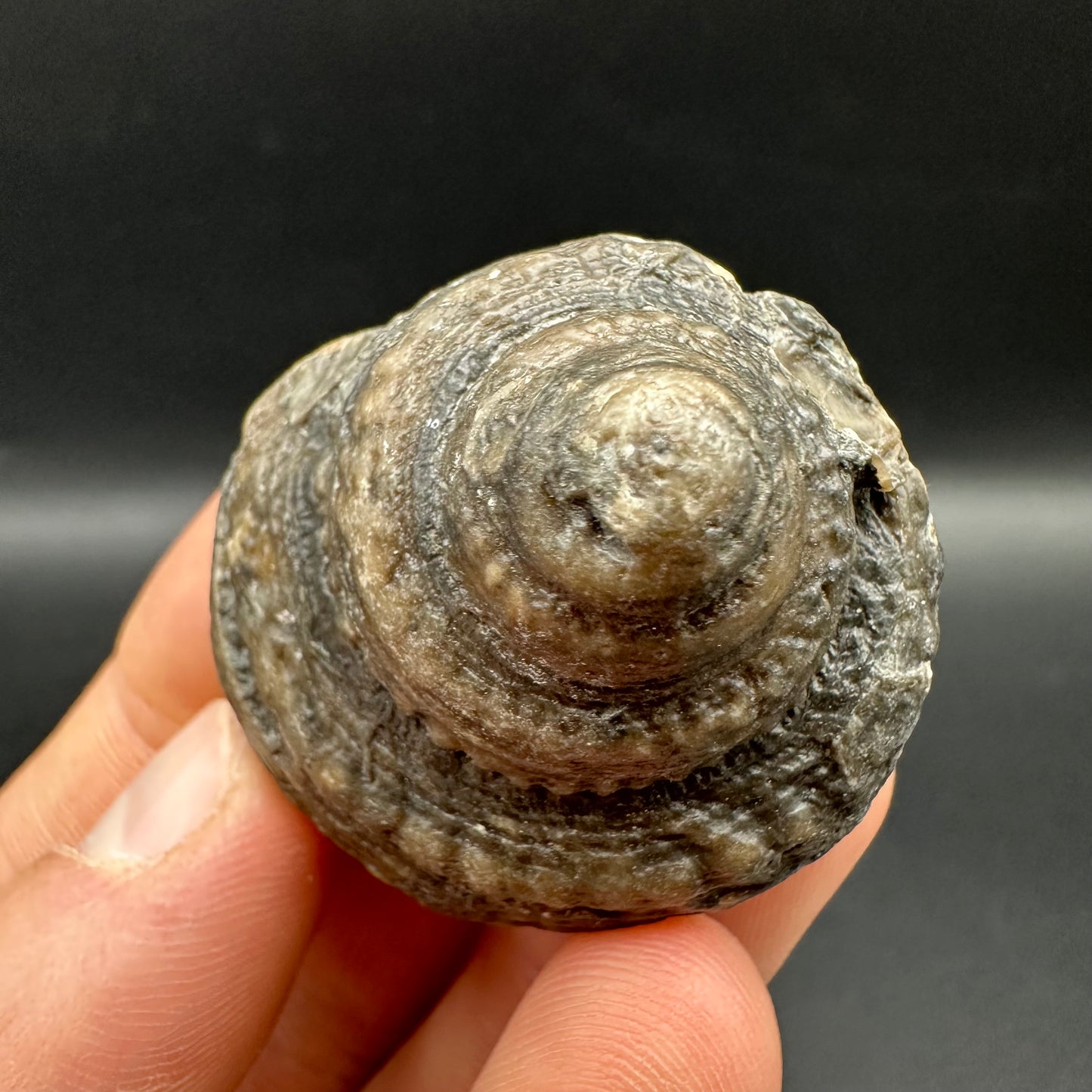 Gastropod Shell Fossil With Box And Stand - Whitby, North Yorkshire, Jurassic Coast, Yorkshire Fossils