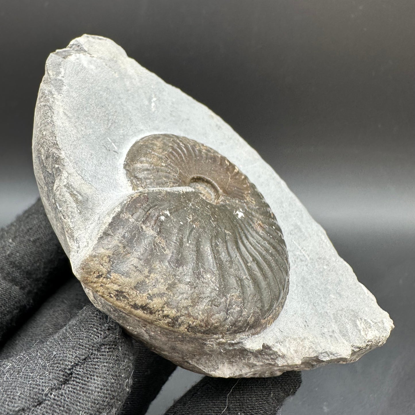 Pseudolioceras lythense Ammonite fossil with box and stand - Whitby, North Yorkshire, Yorkshire Fossils on the Jurassic Coast