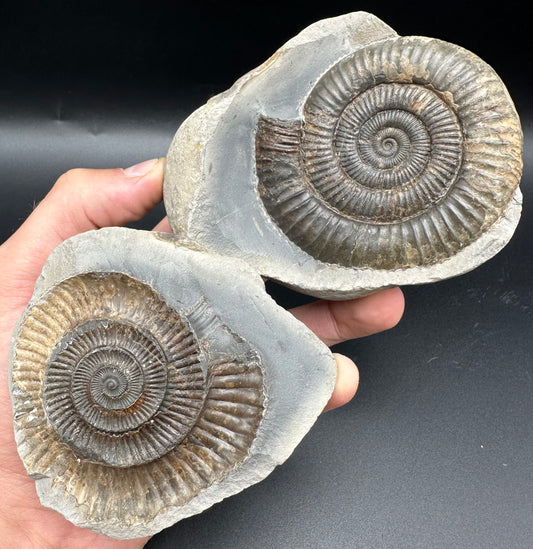 Dactylioceras Ammonite nodule (split pair) Fossil With Stand - Whitby, North Yorkshire Jurassic Coast Yorkshire Fossils