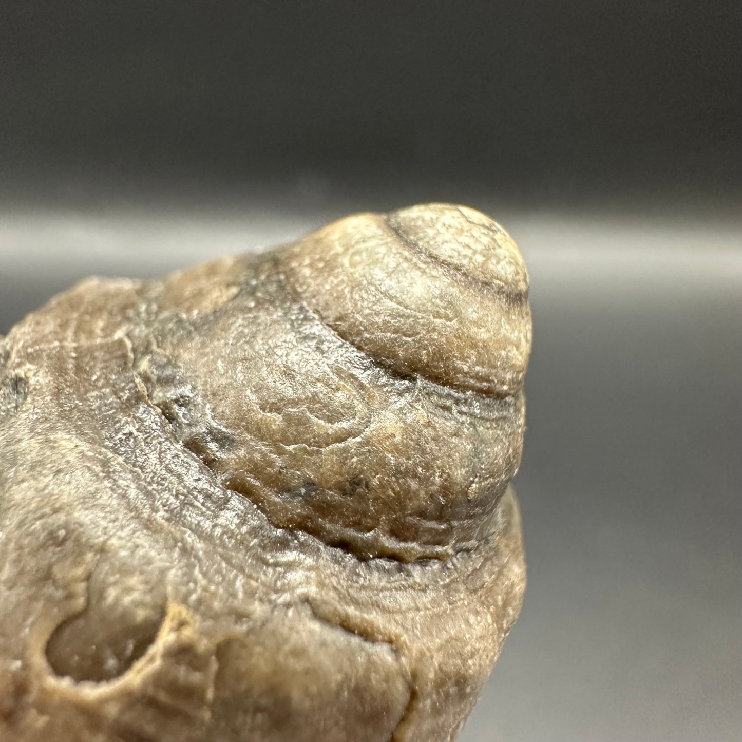 Gastropod Shell Fossil With Box And Stand - Whitby, North Yorkshire, Jurassic Coast, Yorkshire Fossils