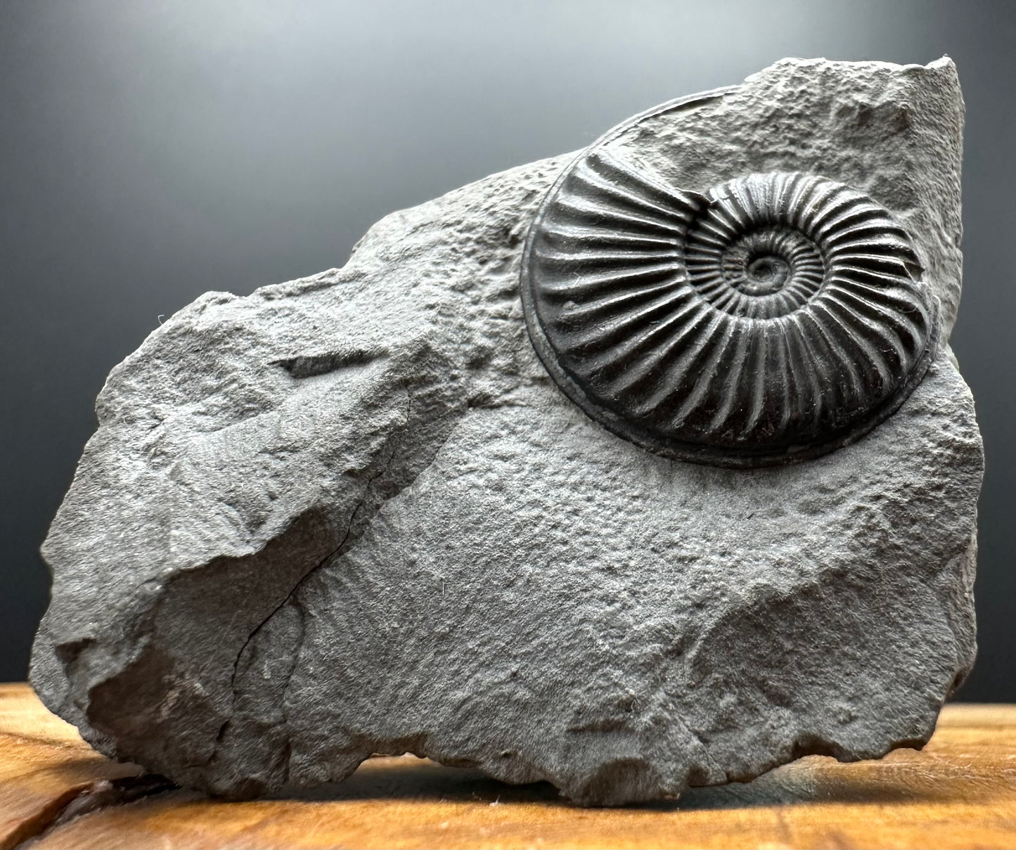 Eparietites Sp. Ammonite fossil with box and stand - Whitby, North Yorkshire Jurassic Coast Yorkshire Fossils