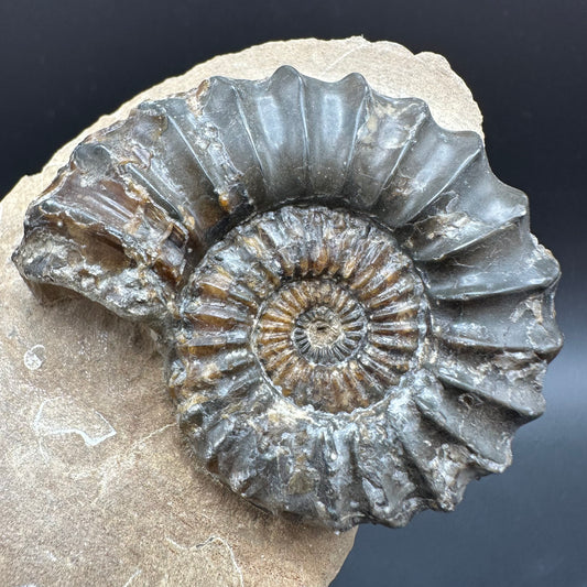 Pleuroceras paucicostatum ammonite fossil with box and stand - Whitby, North Yorkshire Jurassic Coast Yorkshire Fossils