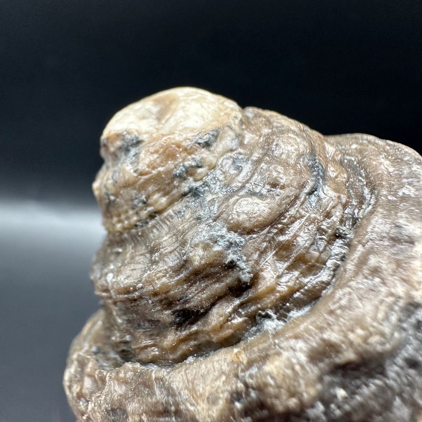 Gastropod Shell Fossil With Box And Stand - Whitby, North Yorkshire, Jurassic Coast, Yorkshire Fossils