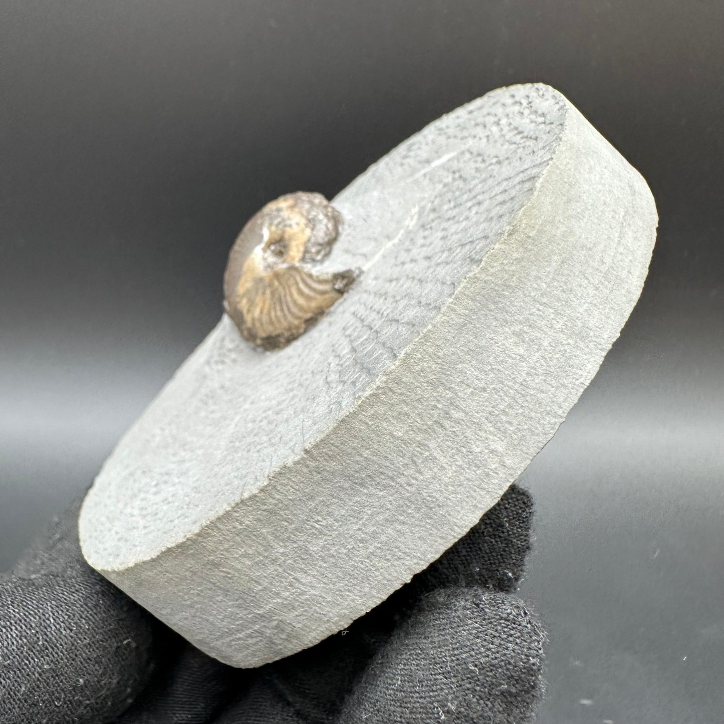 Eleganticeras Elegantulum ammonite with box and stand - Whitby, North Yorkshire Jurassic Coast, Yorkshire Fossils
