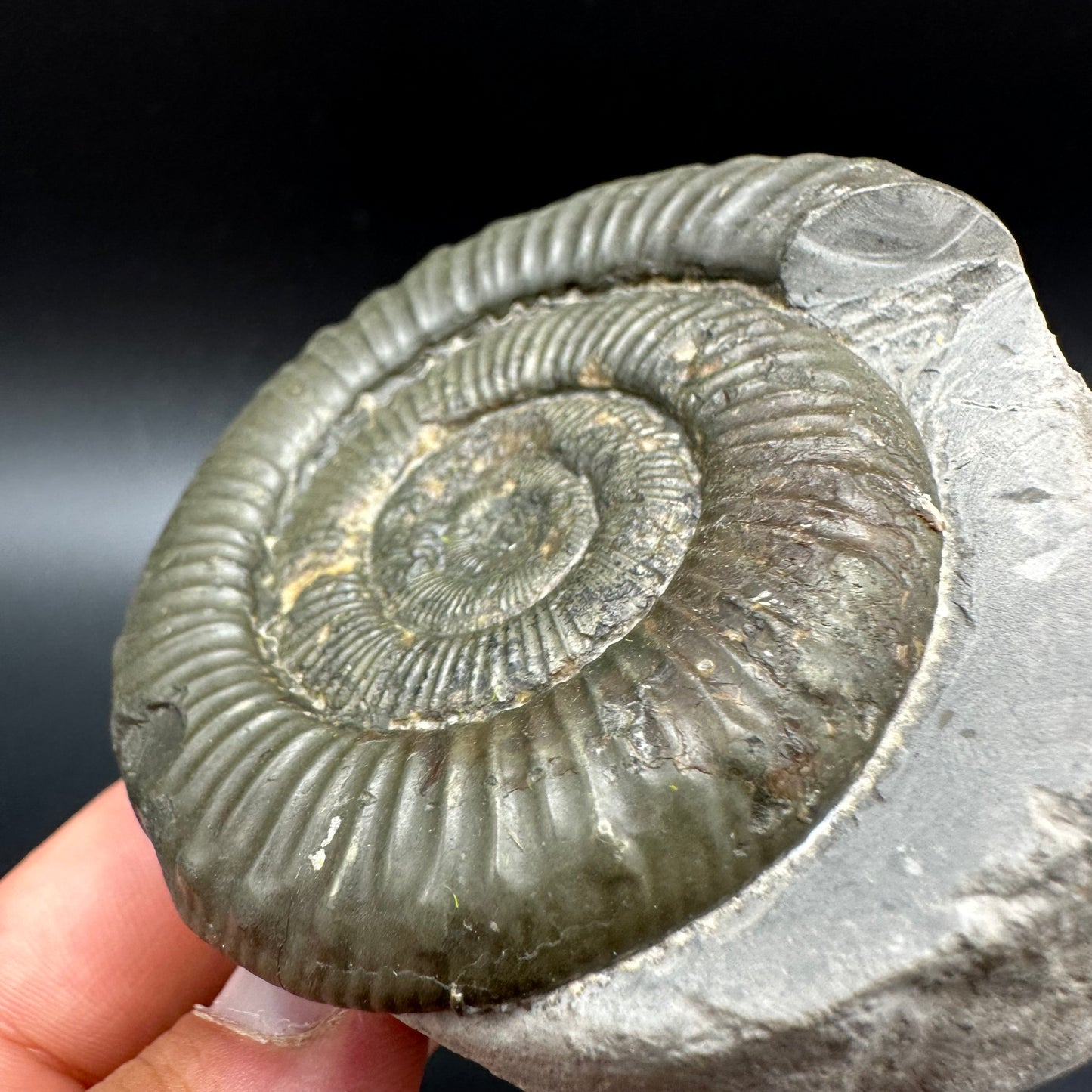 Peronoceras fibulatum Ammonite fossil with box and stand - Whitby, North Yorkshire Jurassic Coast Yorkshire Fossils