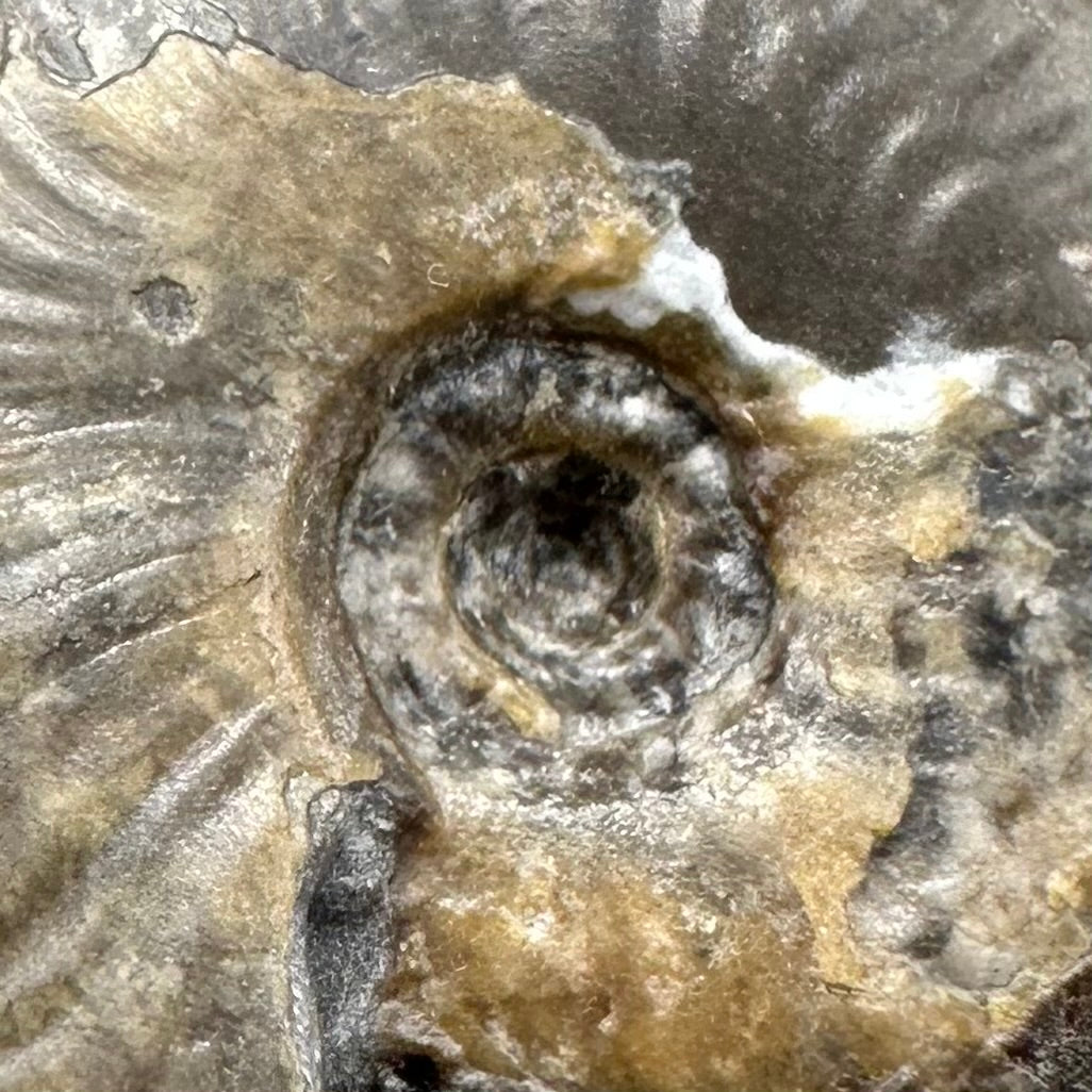 Eleganticeras Elegantulum ammonite with box and stand - Whitby, North Yorkshire Jurassic Coast, Yorkshire Fossils