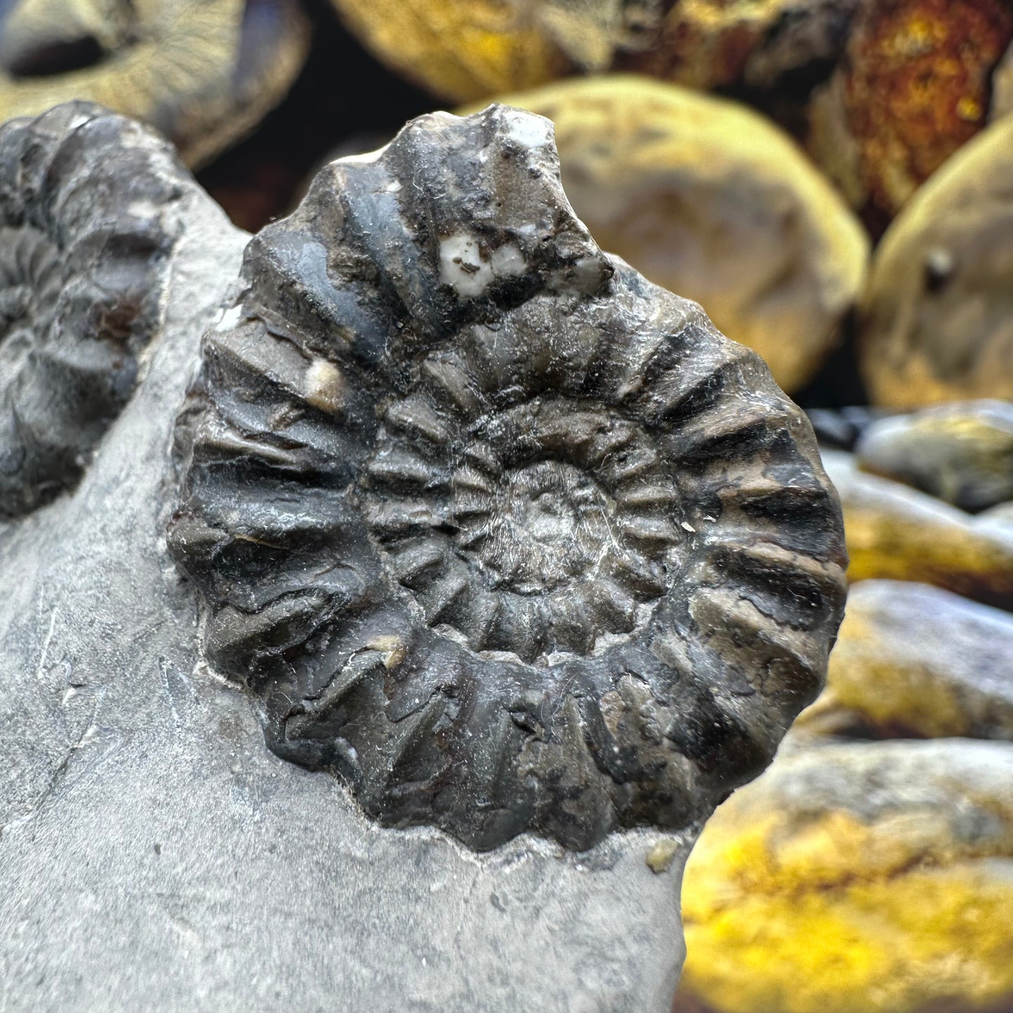 Androgynoceras maculatum ammonite fossil - Whitby, North Yorkshire Jurassic Coast Yorkshire Fossils