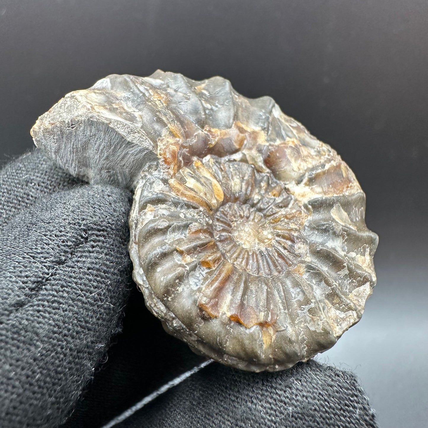 Pleuroceras paucicostatum ammonite fossil with box and stand - Whitby, North Yorkshire Jurassic Coast Yorkshire Fossils