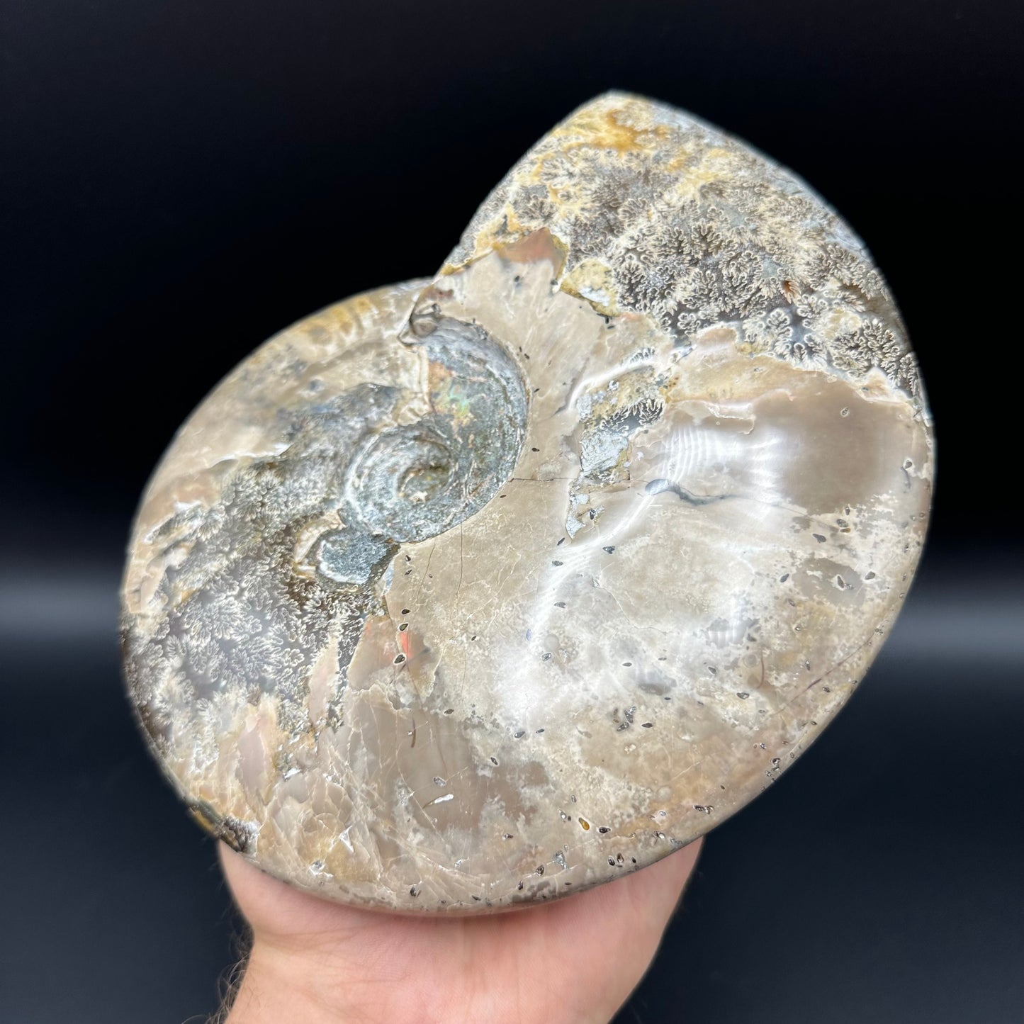 Cleoniceras Ammonite Fossil With Stand - Cretaceous Ammonite Madagascar