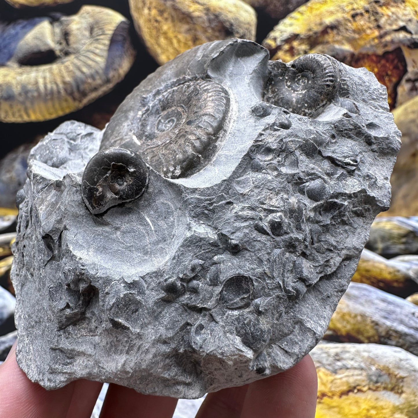 Grammoceras thoaurense ammonite shell fossil - Whitby, North Yorkshire