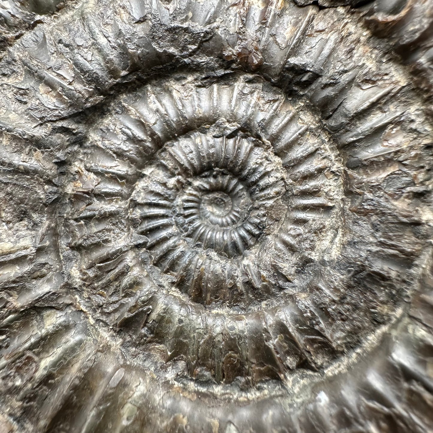 Dactylioceras Ammonite Fossil With Box And Stand - Whitby, North Yorkshire Jurassic Coast Yorkshire Fossils