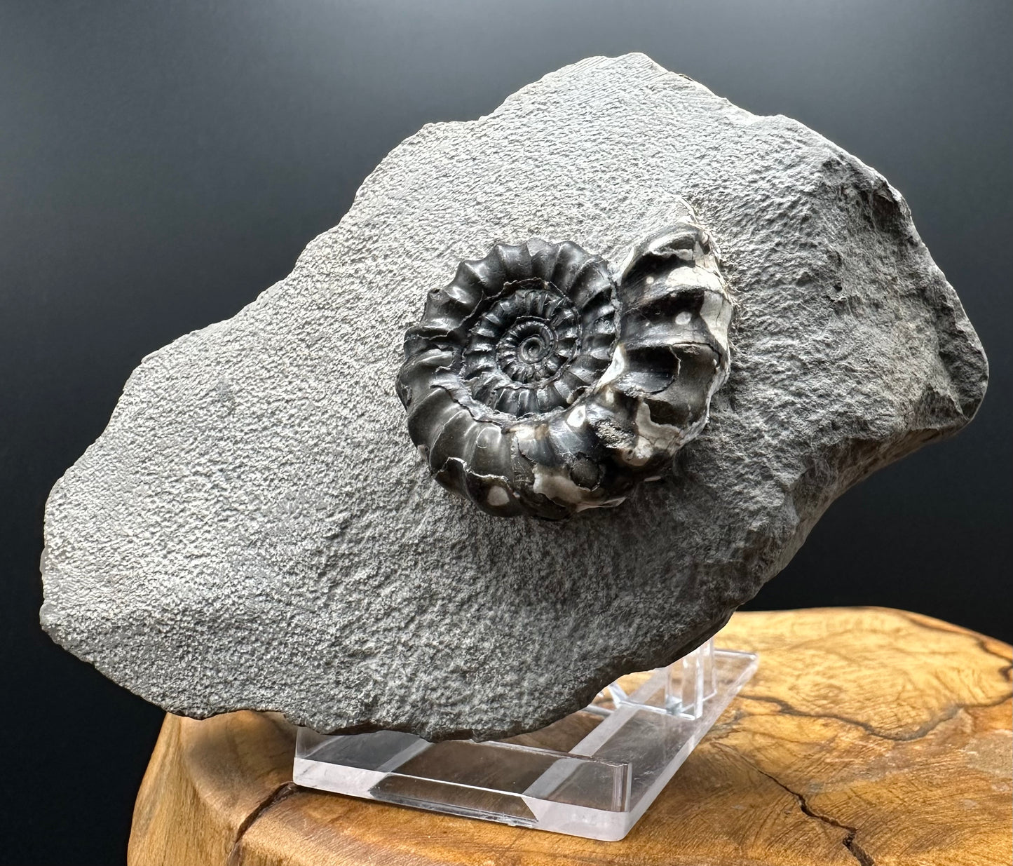 Androgynoceras maculatum ammonite fossil with box and stand - Whitby, North Yorkshire Jurassic Coast Yorkshire Fossils
